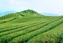 Exploring the Tea Gardens of Darjeeling: Sip, Savor, and Surrender Tea Gardens of Darjeeling
